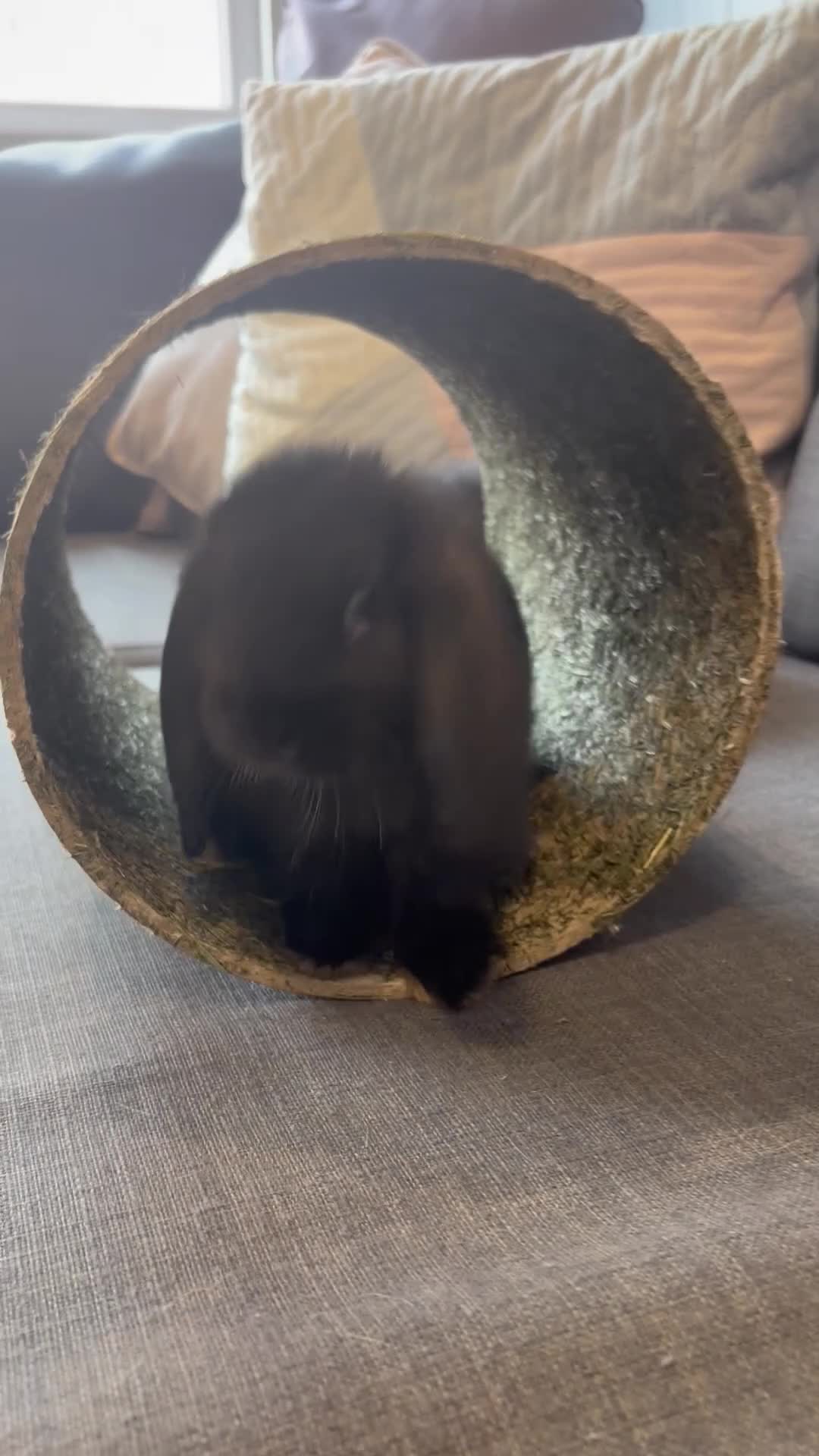 Mini Lop rabbits for sale: X 2 left ready this weekend fluffy babies  - Video 1