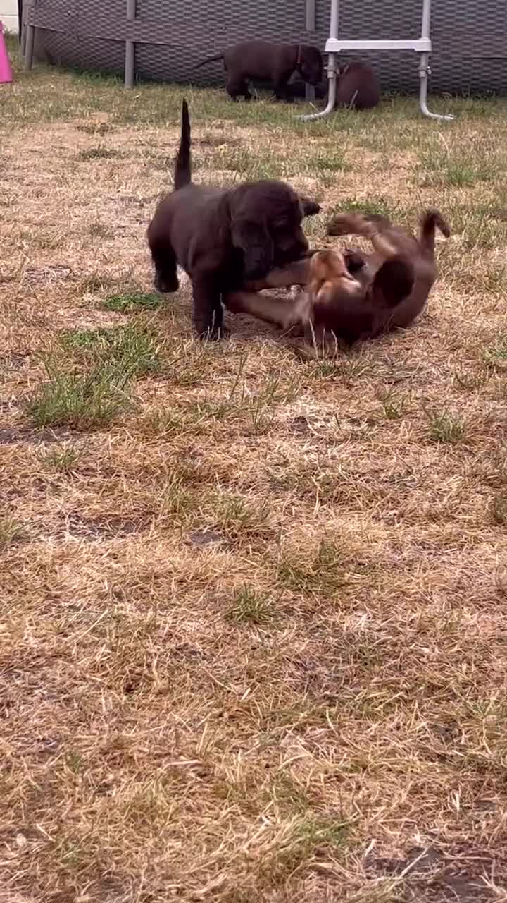 Cocker Spaniel dogs for sale: Last little princess 😢 - Video 2