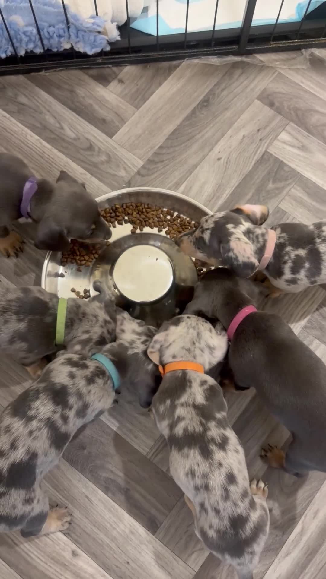 Jackshund dogs for sale: Ready for there forever homes  - Video 1