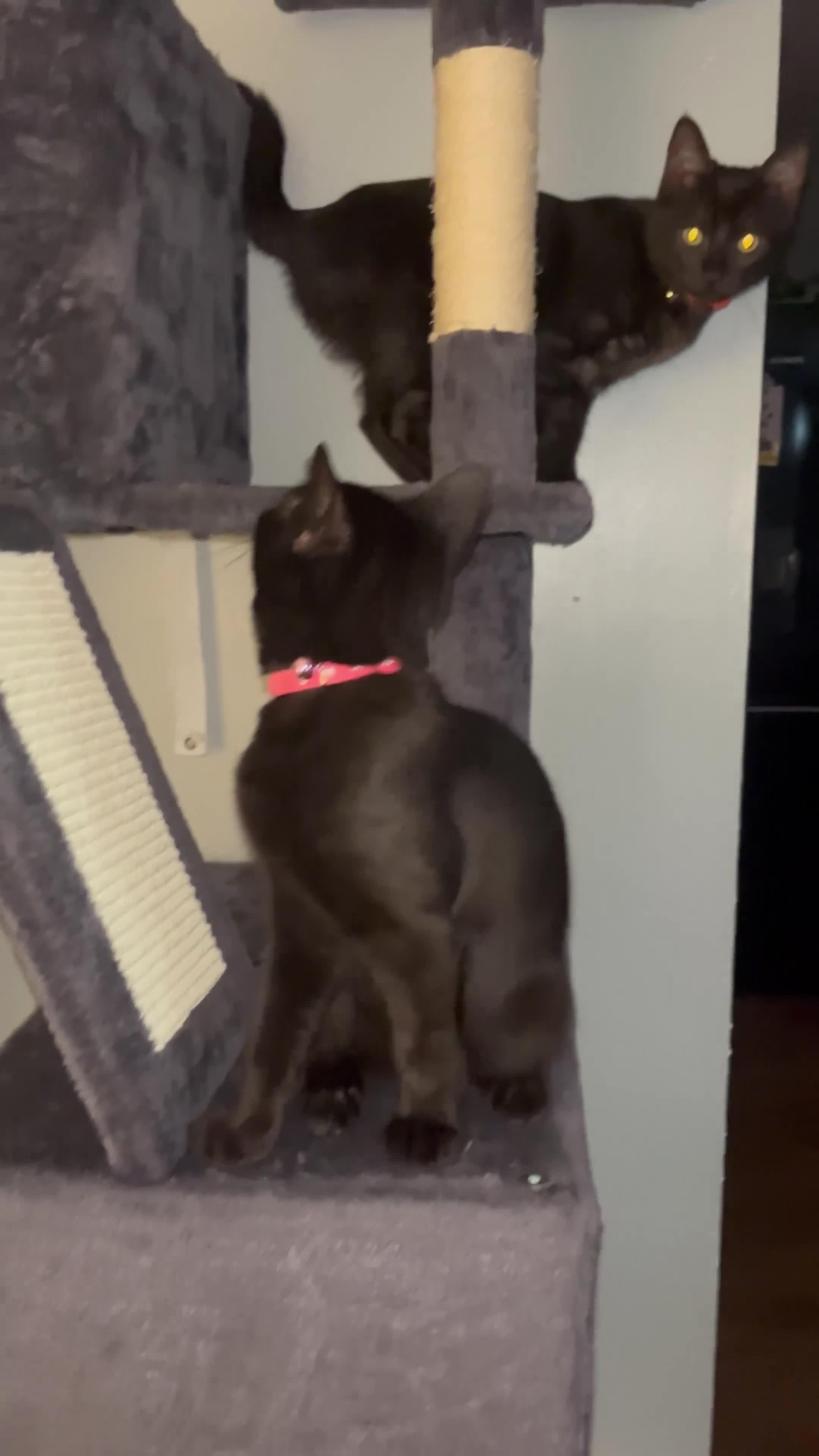 Maine Coon cats for sale: Maincoon x kitten and Bombay kitten  in Wells - Video 1