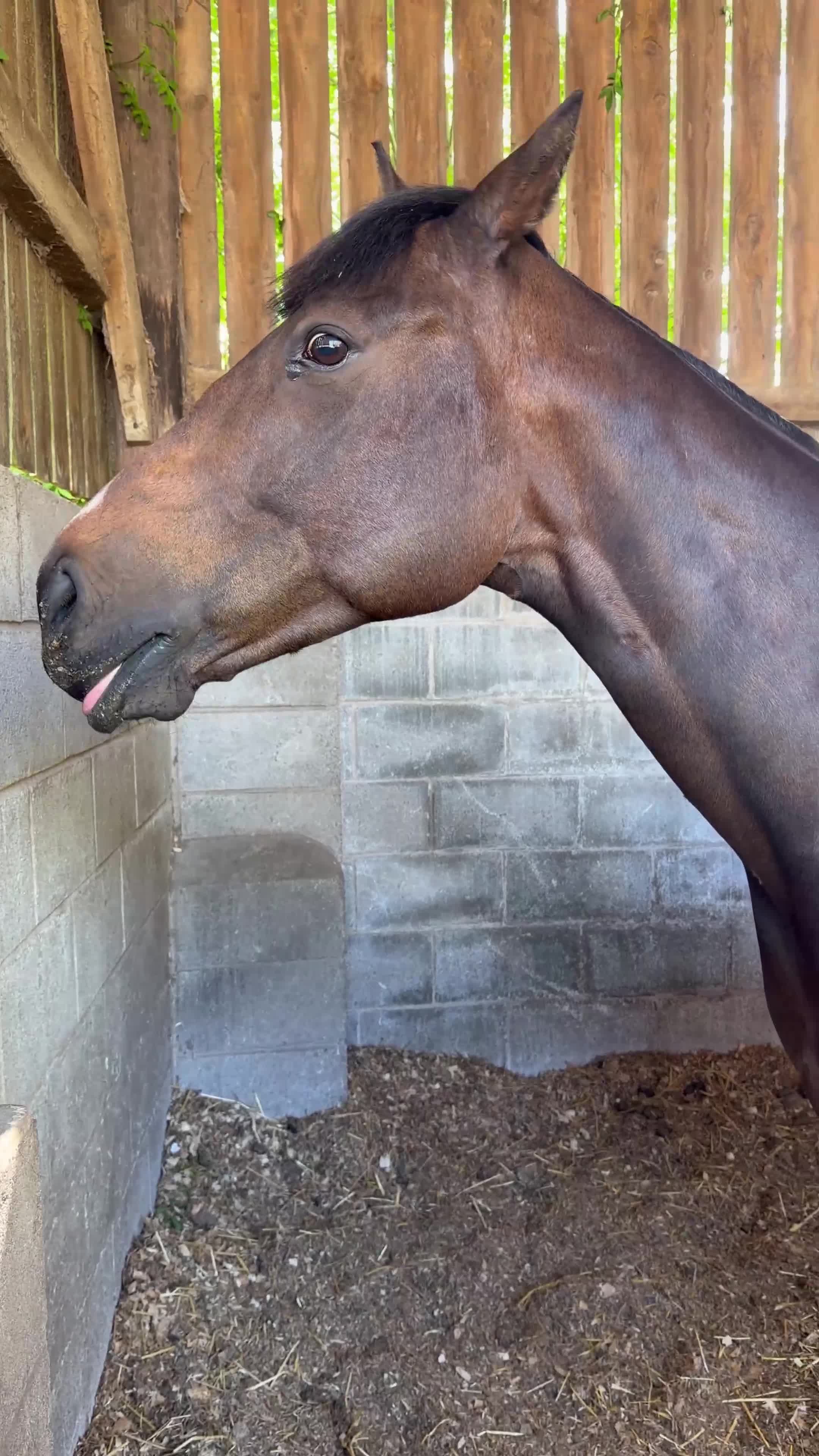 English Thoroughbred horses for sale: Sante  - Video 1