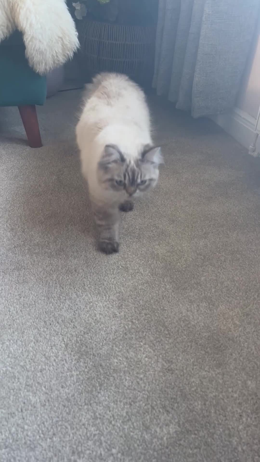 Persian cats for stud: 💕Simply Stunning Bailey💕PKD neg tested Persian  - Video 1