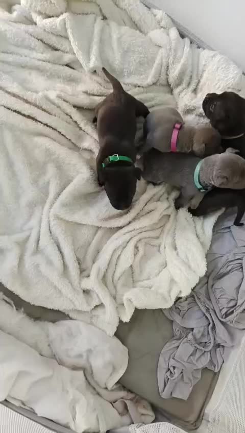 Staffordshire Bull Terrier dogs for sale: STAFFORDSHIRE BULL TERRIOR PUPPIES - Video 1