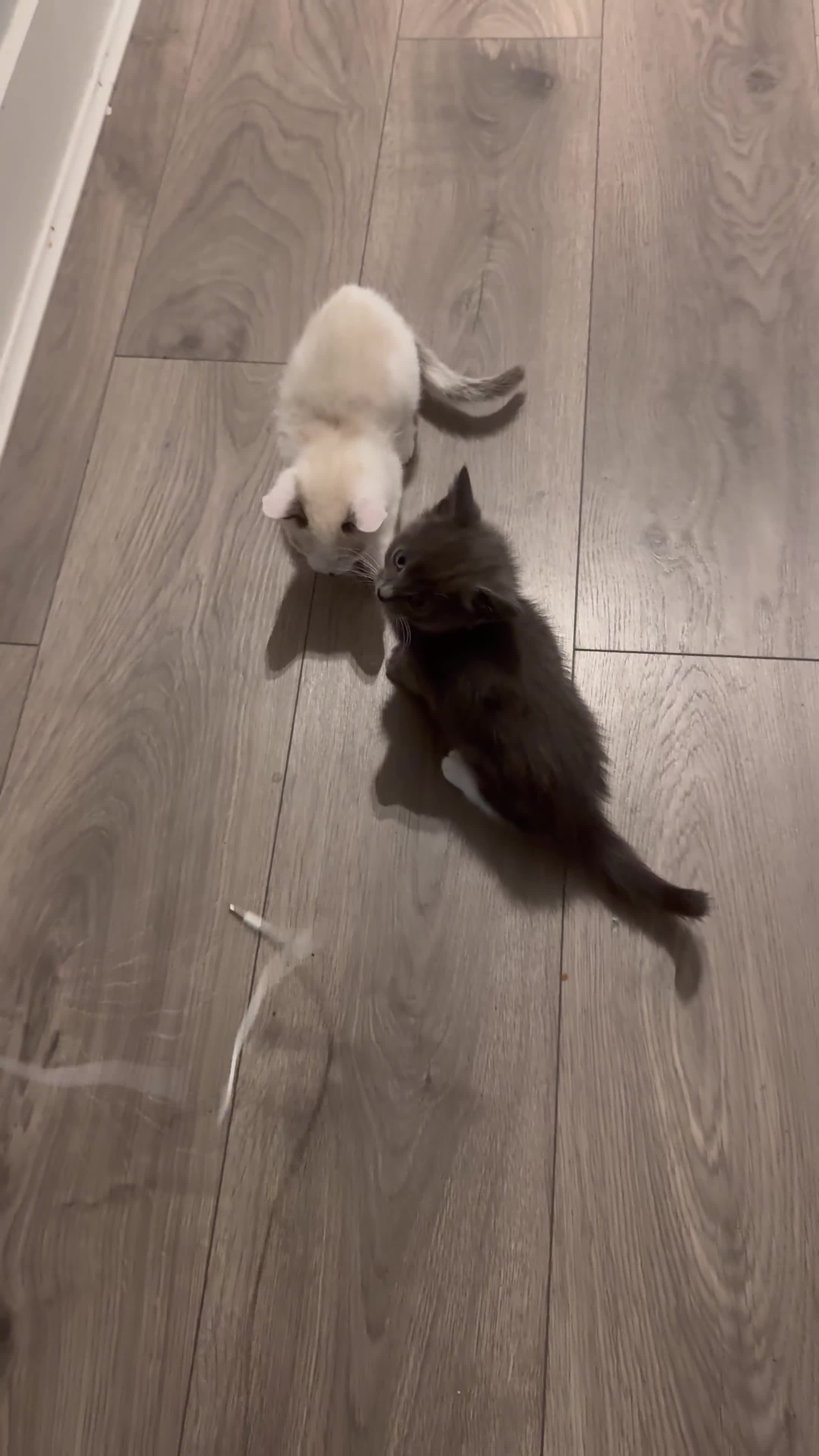 Mixed Breed cats for sale: Kittens for sale  - Video 2