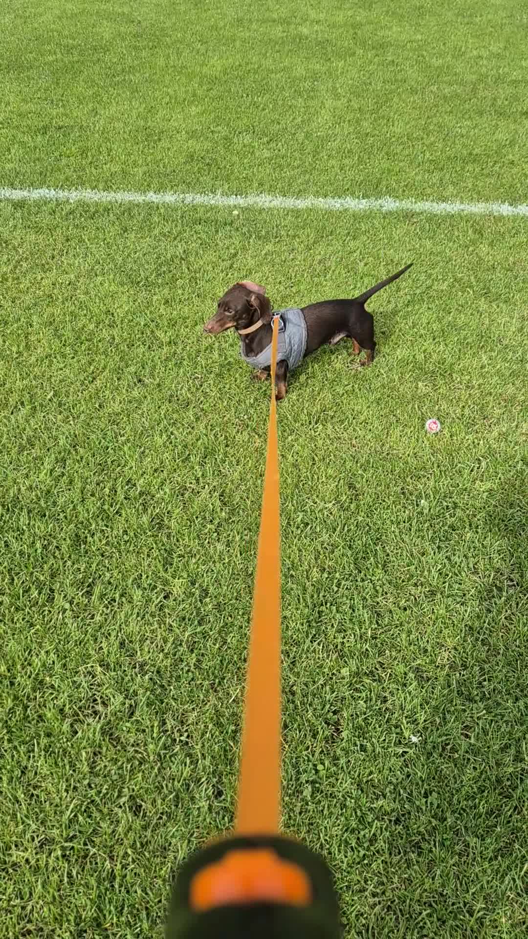 Miniature Dachshund dogs for stud: MINI DASCHUND FOR STUD - Video 1