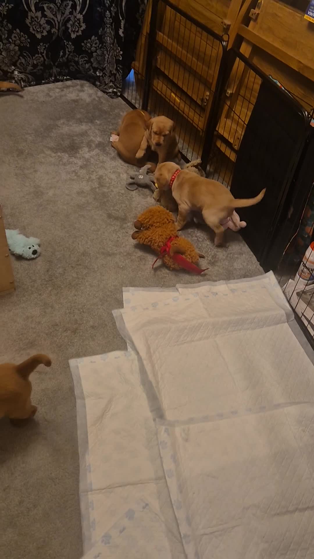 Labrador Retriever dogs for sale: Labrador  in Northallerton - Video 1
