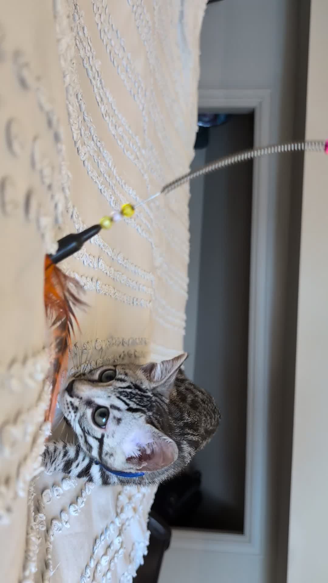 Bengal cats for sale: 🤍🖤🩶 Bengal Kittens 🩶🖤🤍 in Barnoldswick - Video 5