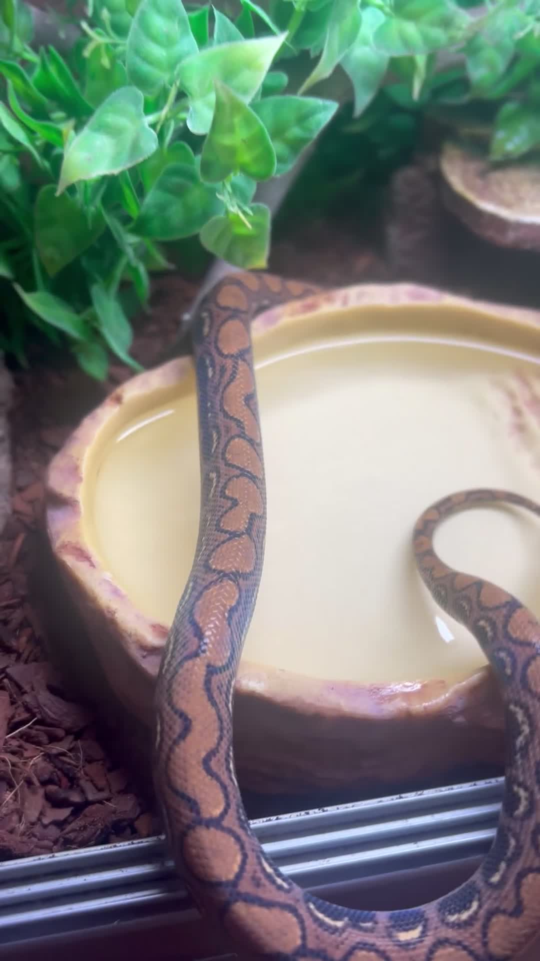 Boa Snake reptiles for sale: Brazilian Rainbow Boa - Video 2