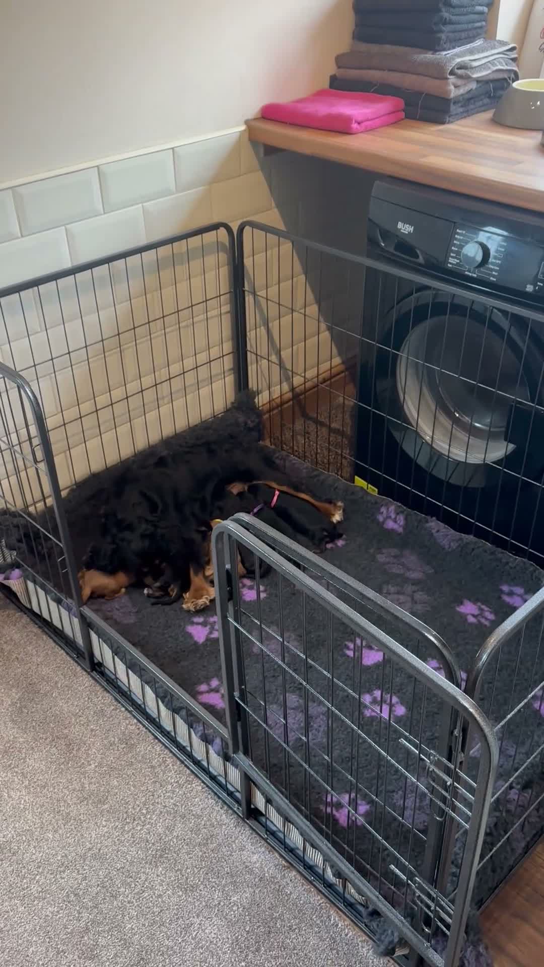 Cavalier King Charles Spaniel dogs for sale: * KC Registered Health Tested Puppies *  - Video 2