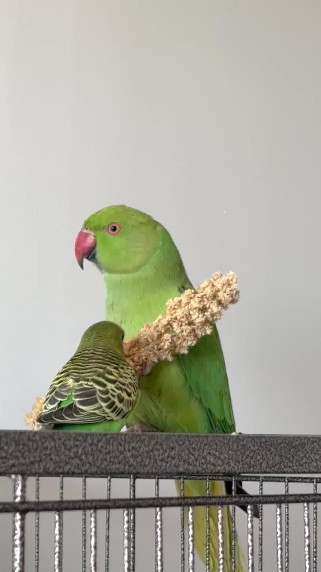 Parakeets birds for sale: Indian ring neck - Video 1