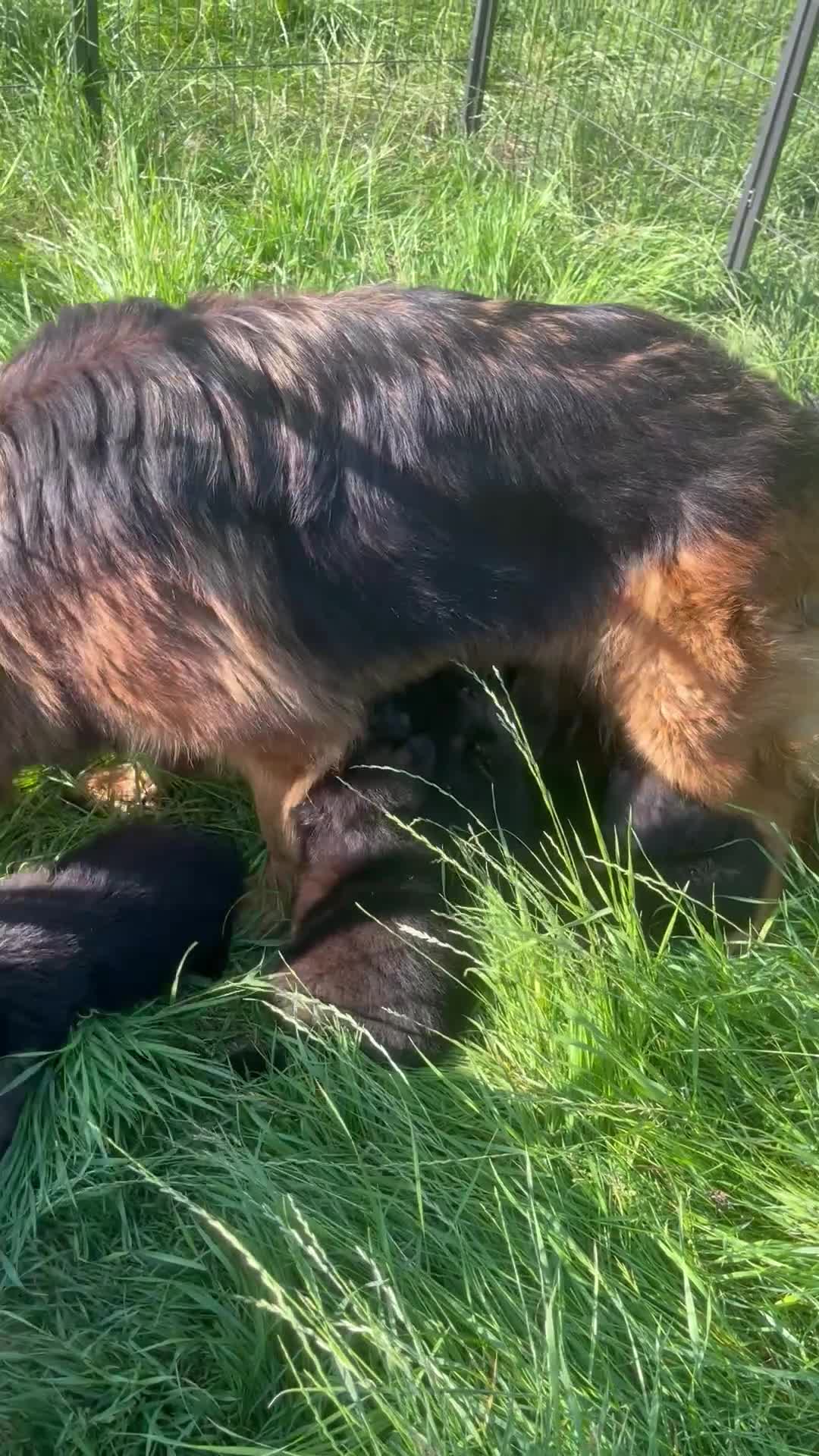 German Shepherd dogs for sale: German Shepherd pups KCRegistered/hip&elbow scored - Video 3