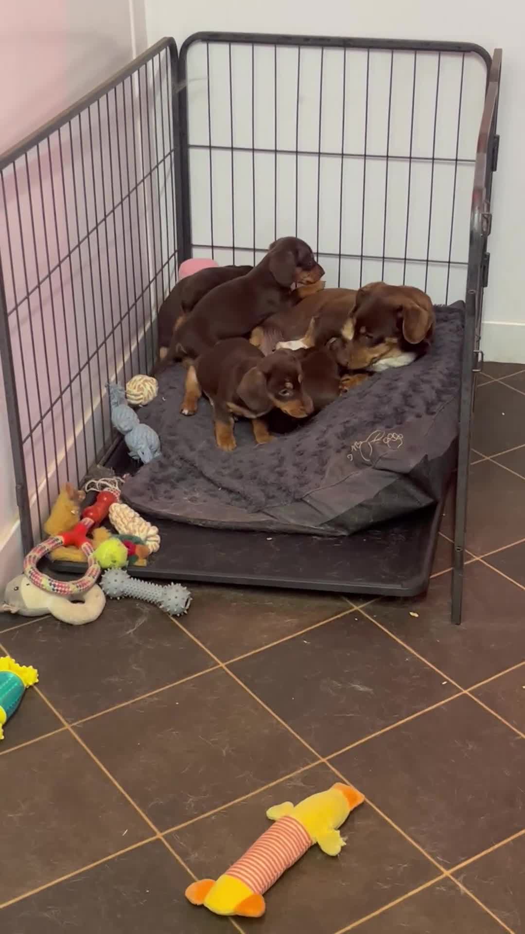 Dachshund dogs for sale: stunning gorgeous litter  - Video 1