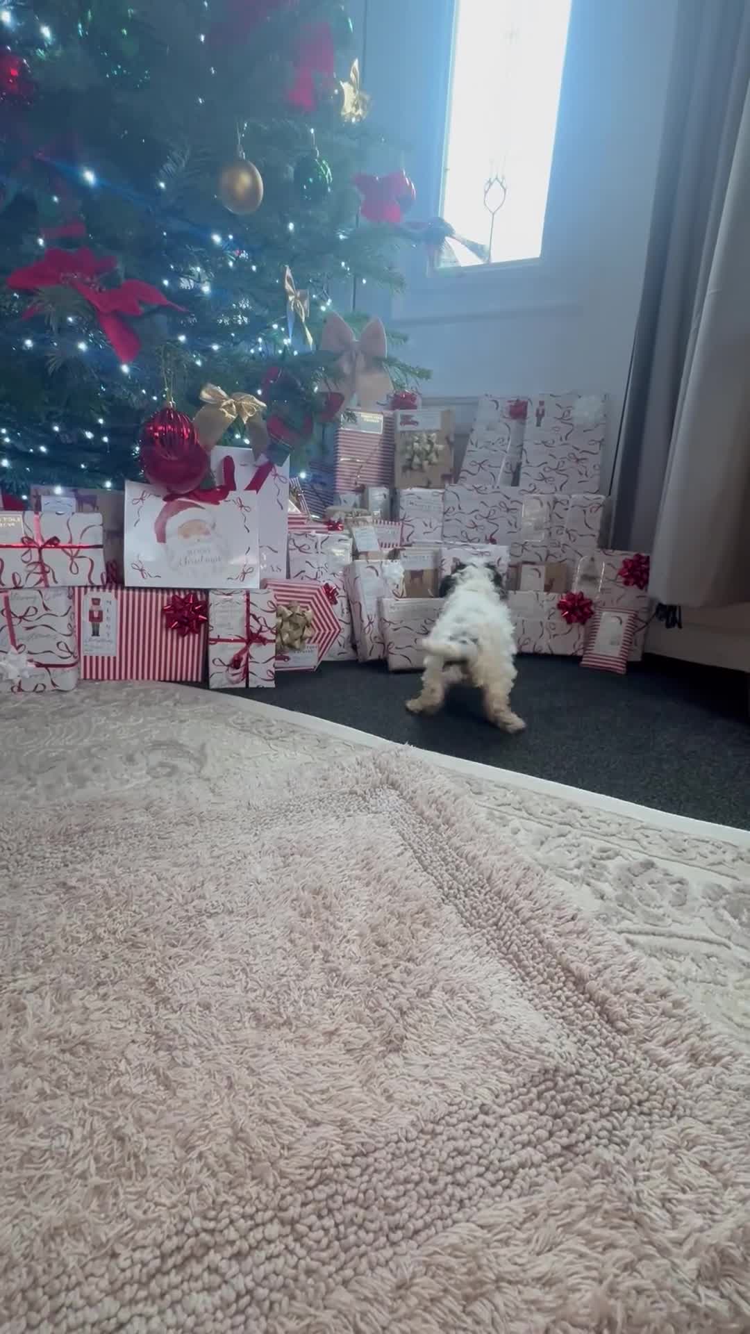 Cockapoo dogs for sale: Gorgeous F1B Cockapoo Puppies - Video 3