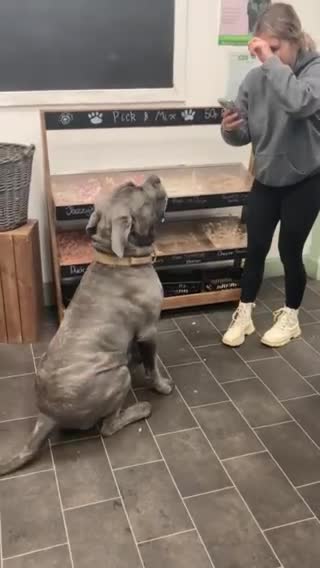 Cane Corso dogs for stud: Proven Cane Corso Stud from Champion Lines in Glasgow - Video 1