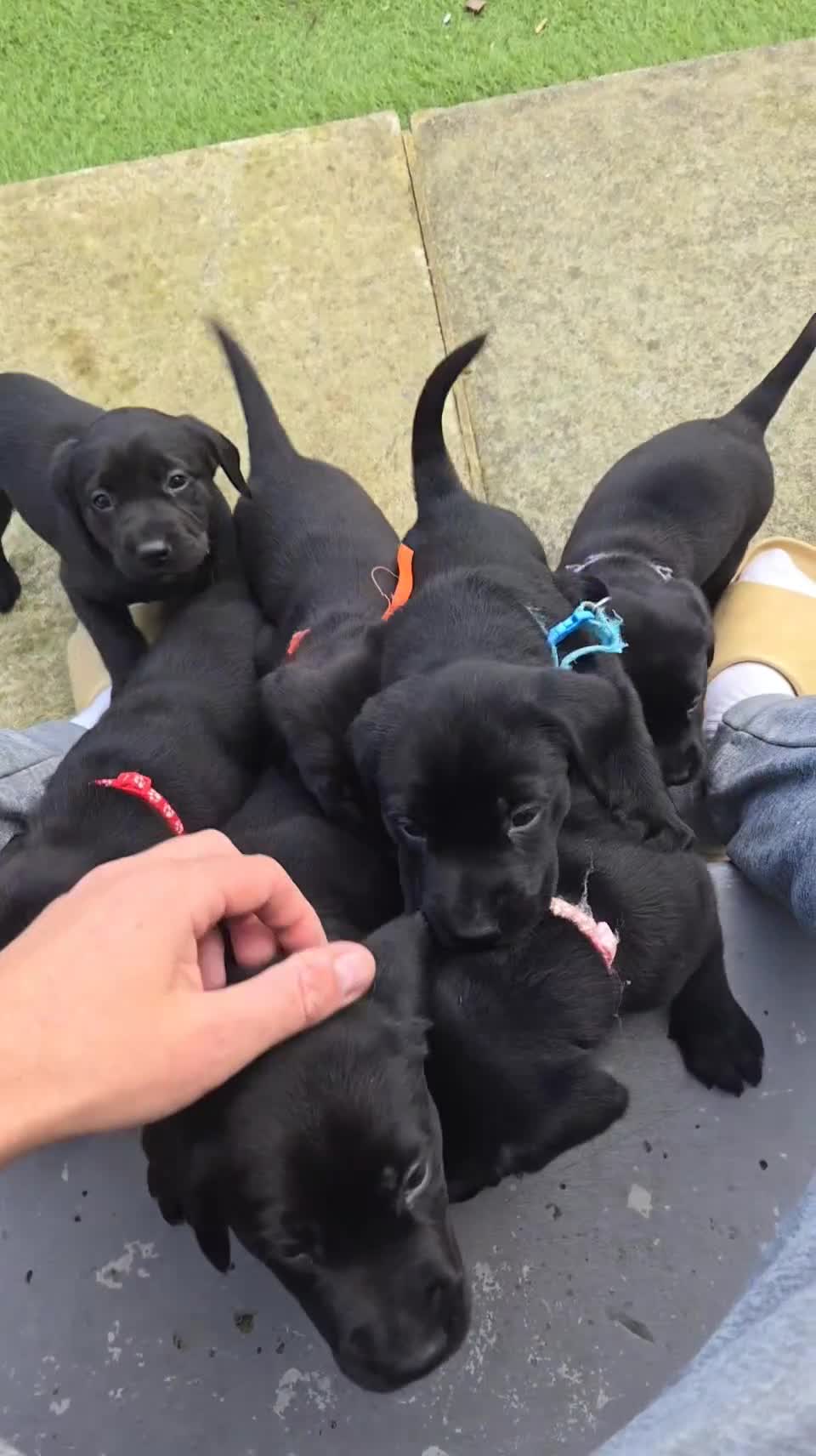 Labrador Retriever dogs for sale: Black and chocolate labrador puppies - Video 3