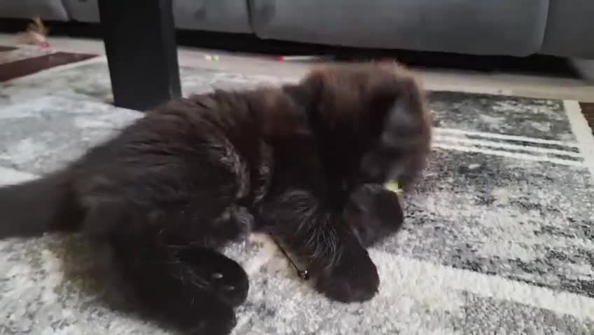 Mixed Breed cats for sale: Beautiful Black Ragdoll x Persian Kitten Ready Now - Video 1