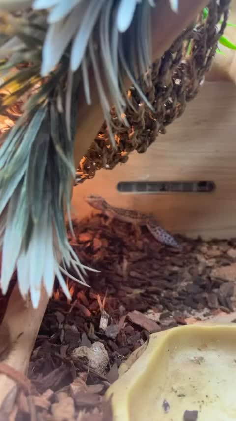 Gecko reptiles for sale: Fat tailed gecko and cage setup in Nottingham - Video 2