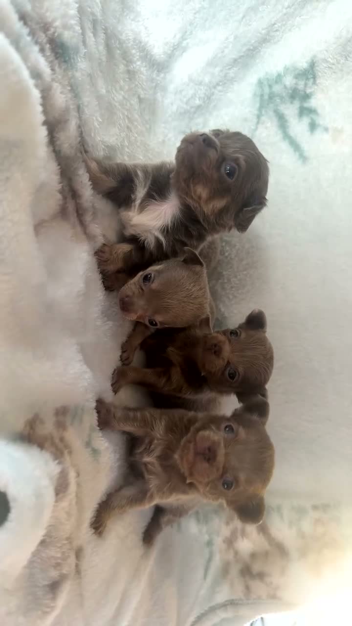 Chihuahua dogs for sale: OUTSTANDING BLUE/TAN & LILAC/TAN PUPPIES - Video 3