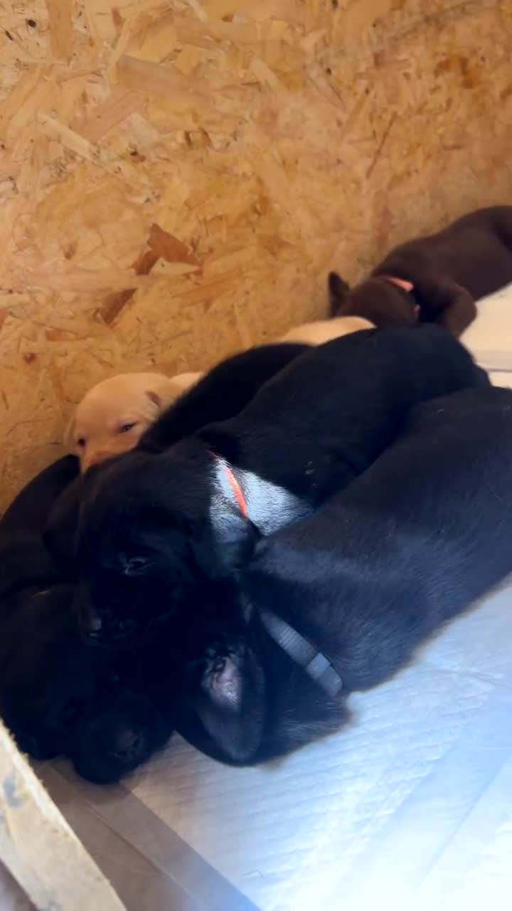 Labrador Retriever dogs for sale: Kc Registered Labradors ready to leave now - Video 2