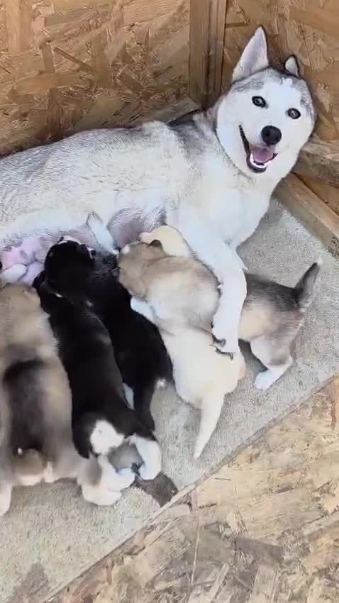 Siberian Husky dogs for sale: 4 boys siberian husky puppies available  - Video 1