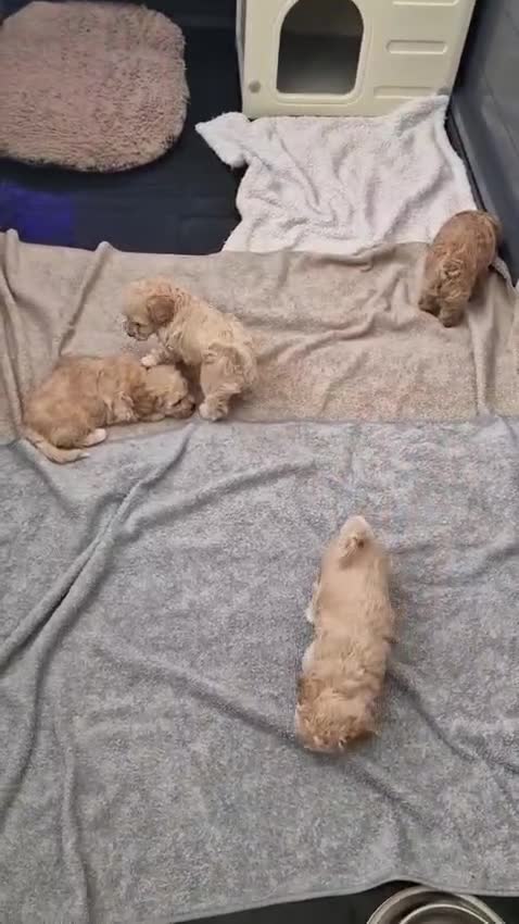 Poochon dogs for sale: Bichonpoo puppies - Video 1