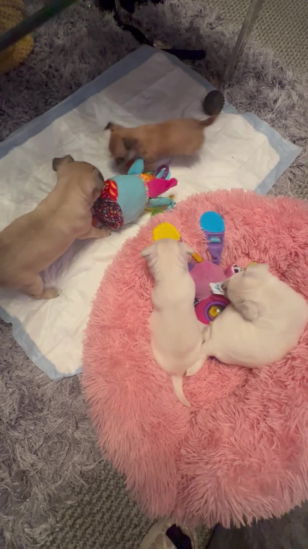 Chug dogs for sale: Lovely playful Chihuahua x Pug Puppies Boys Girls  - Video 1