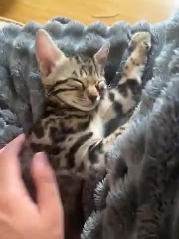 Bengal cats for sale: 😻MagicalBengal’s ready naw ! 🐆 - Video 3