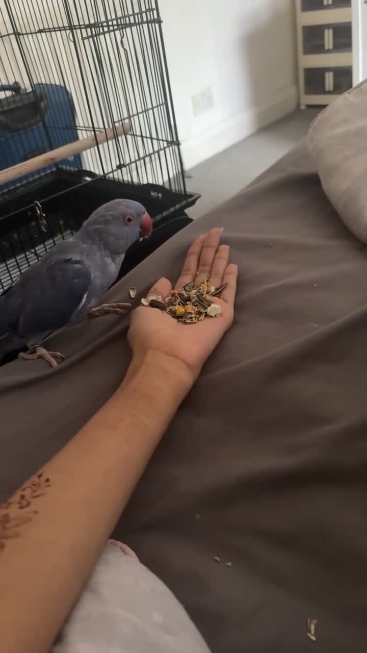 Ringnecks birds for sale: beautiful rare violet indian ringneck parrot in Batley - Video 3