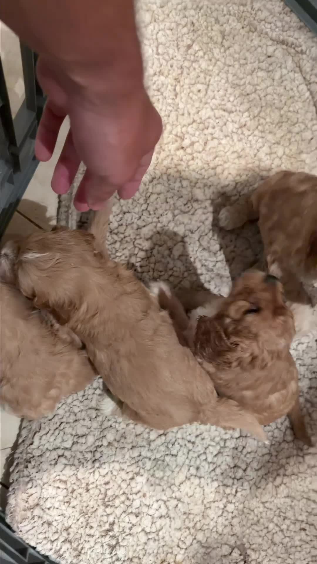 Cockapoo dogs for sale: ✨🐶 Stunning Golden F2 Cockapoo Puppies 🐶✨ - Video 1