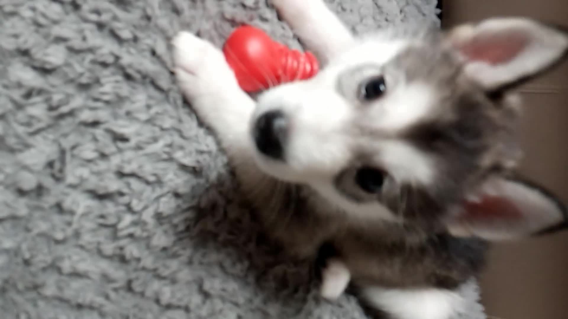 Siberian Husky dogs for sale: Stunning Siberian Husky puppies for sale - Video 4