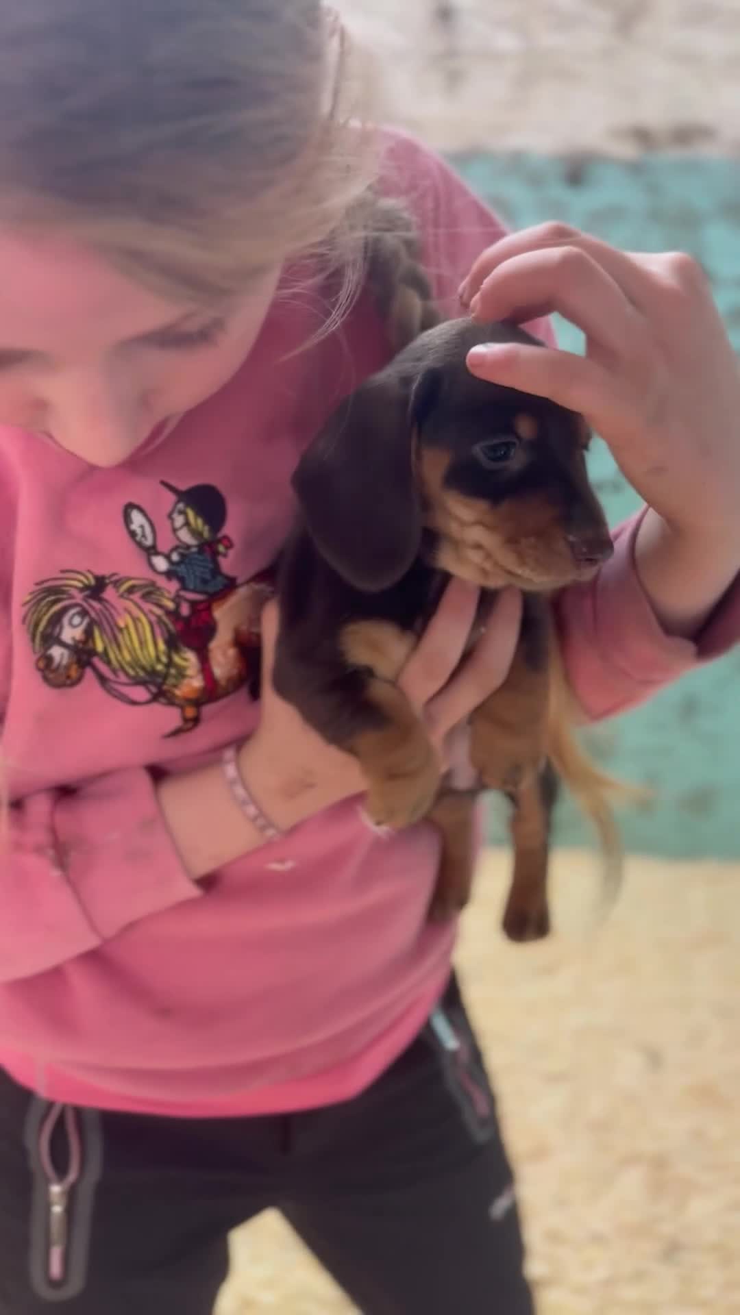 Miniature Dachshund dogs for sale: Super cute mini Daxis  - Video 1