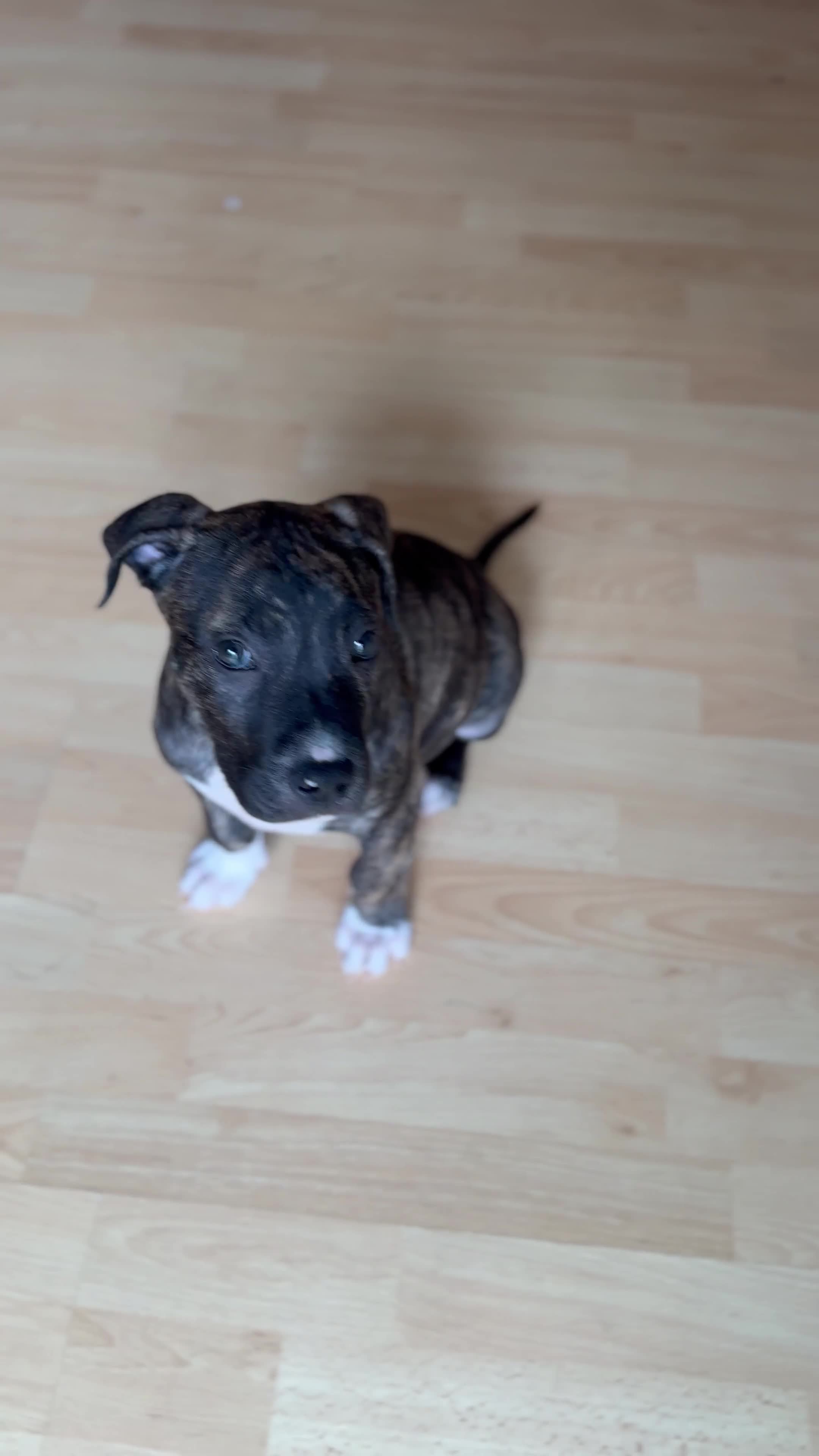Presa Canario dogs for sale: pressa canario puppy  - Video 1