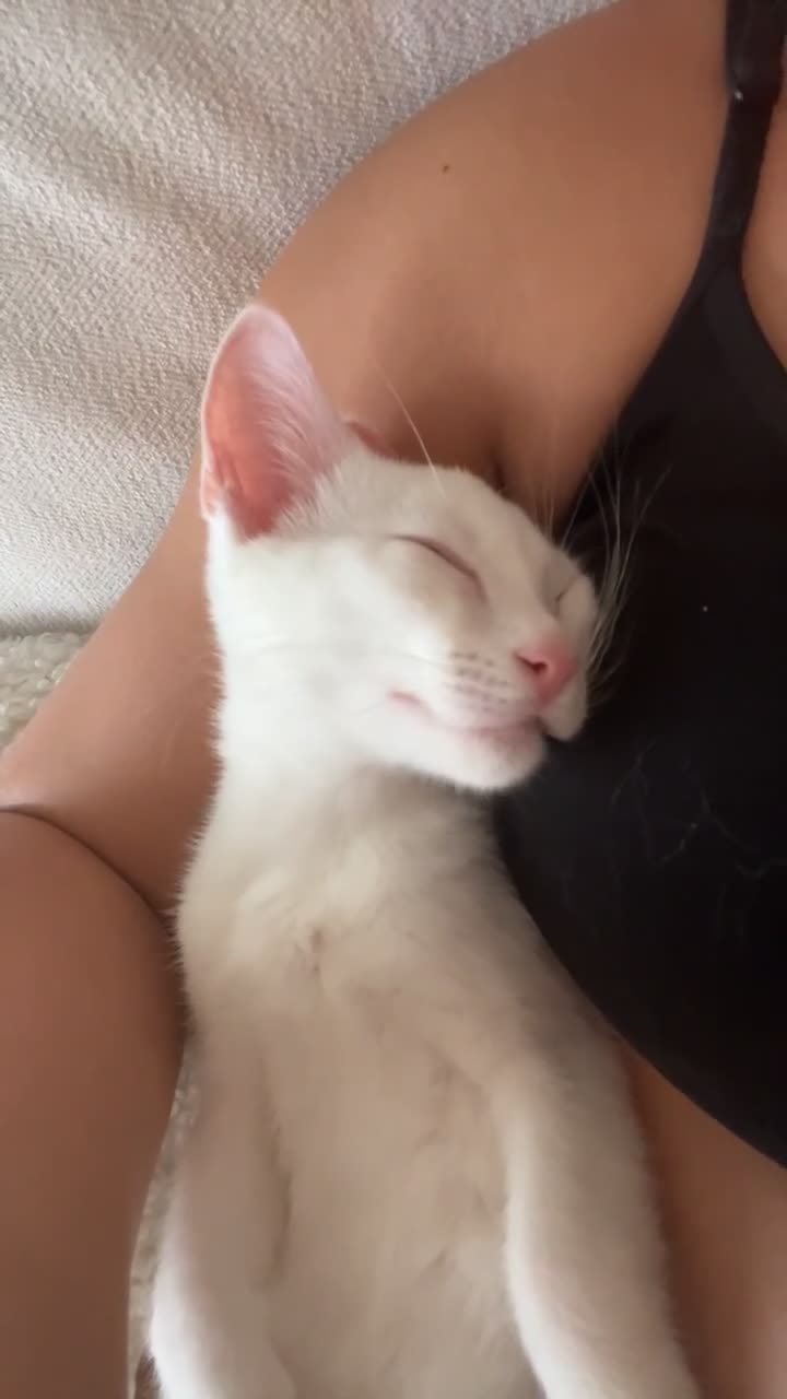 American Shorthair cats for sale: Prince  - Video 1