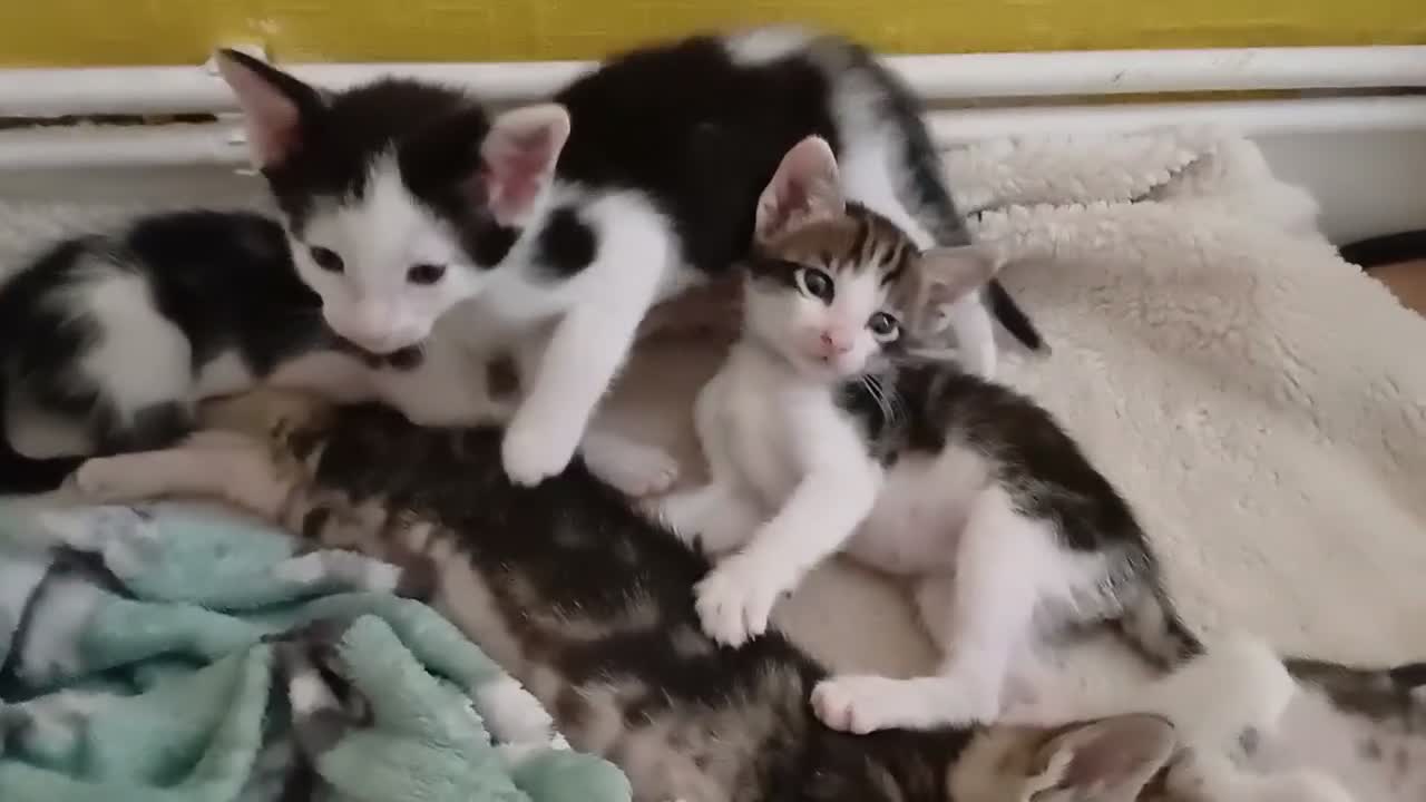 Mixed Breed cats for sale: Siamese x kittens - Video 1