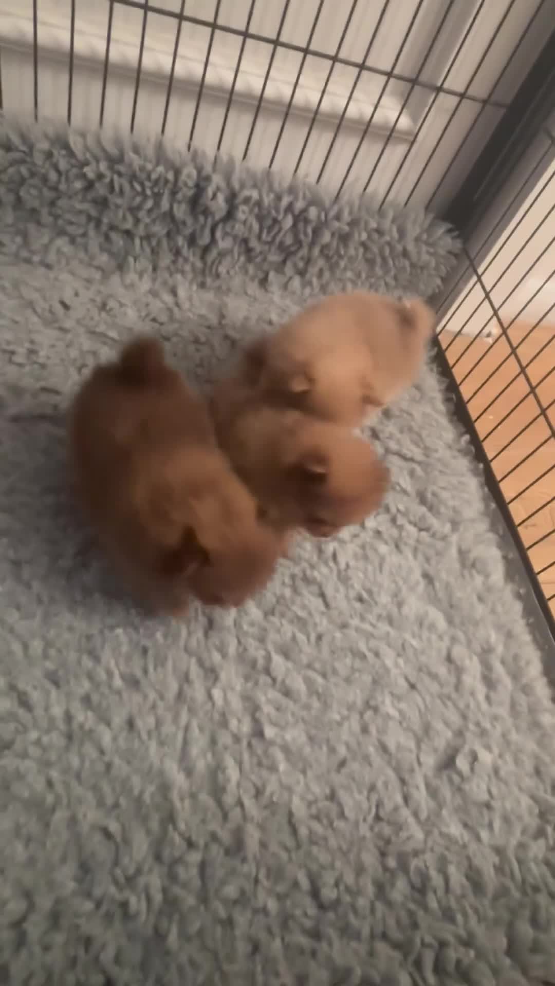 Pomeranian dogs for sale: Exotic color, mini Pomeranians  - Video 1