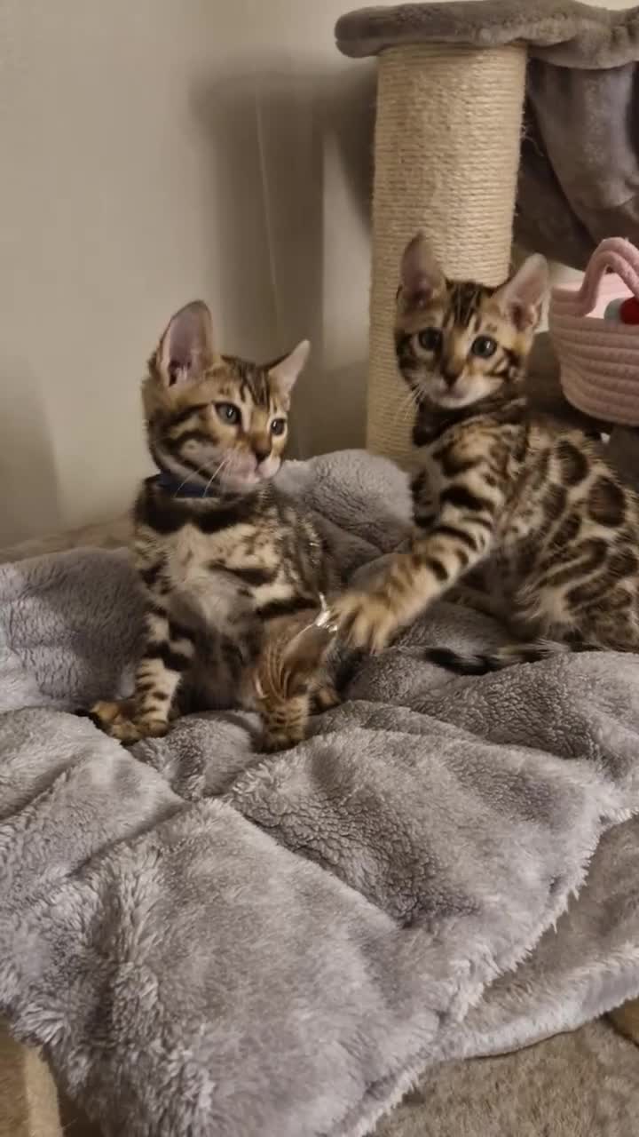 Bengal cats for sale: Beautiful kittens 🥰 - Video 5