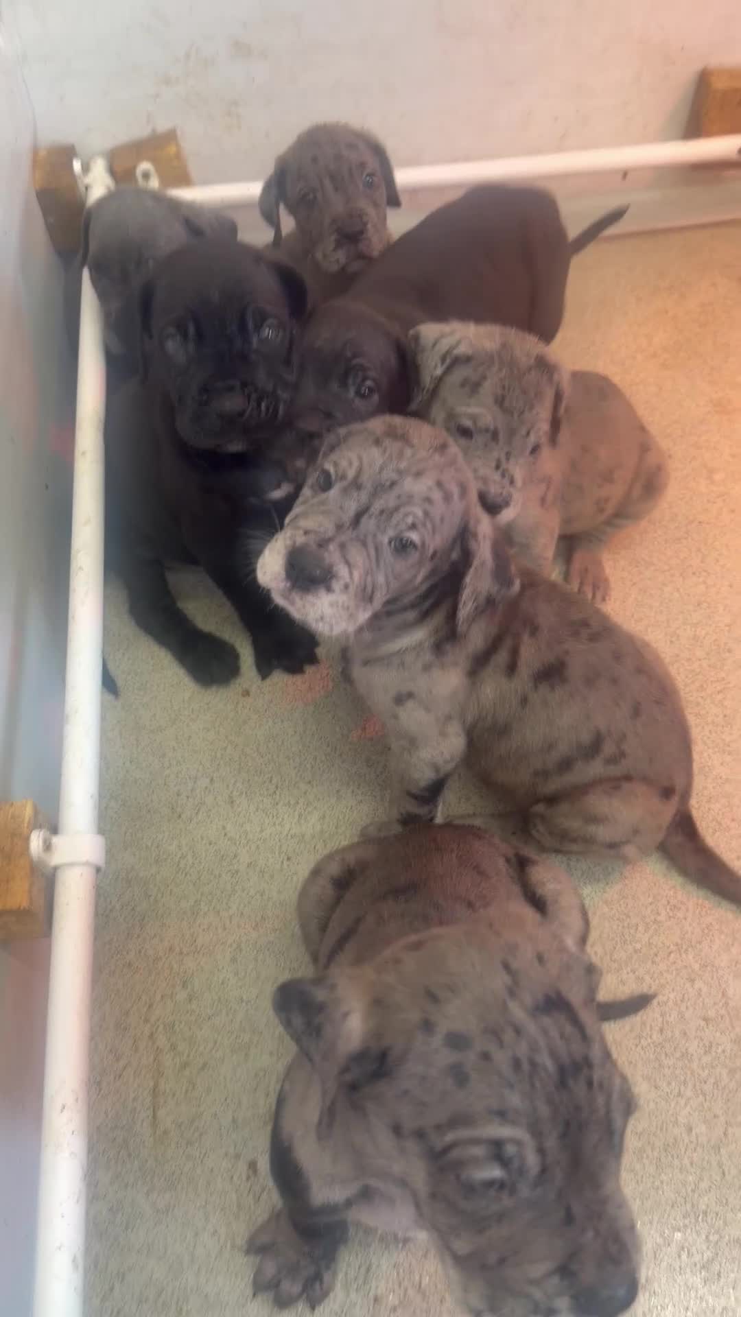 Cane Corso dogs for sale: 🐾 Cane corso litter with distinctive colours 🐾  in Plymouth - Video 3