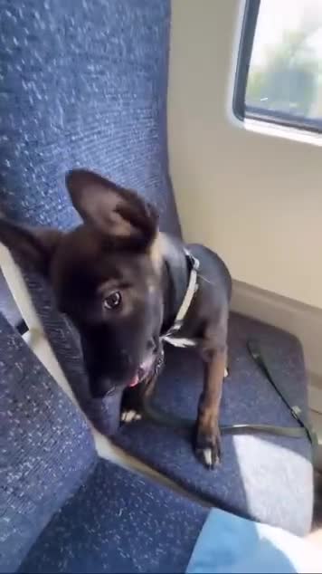 Belgian Shepherd Dog dogs for sale: 3 month old Dutch shepherd puppy  in Slough - Video 1