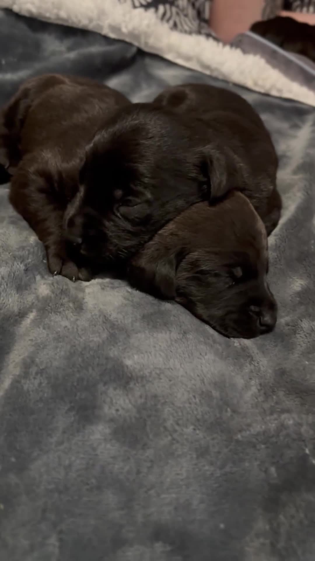 Mixed Breed dogs for sale: Labrador Cross - Video 1