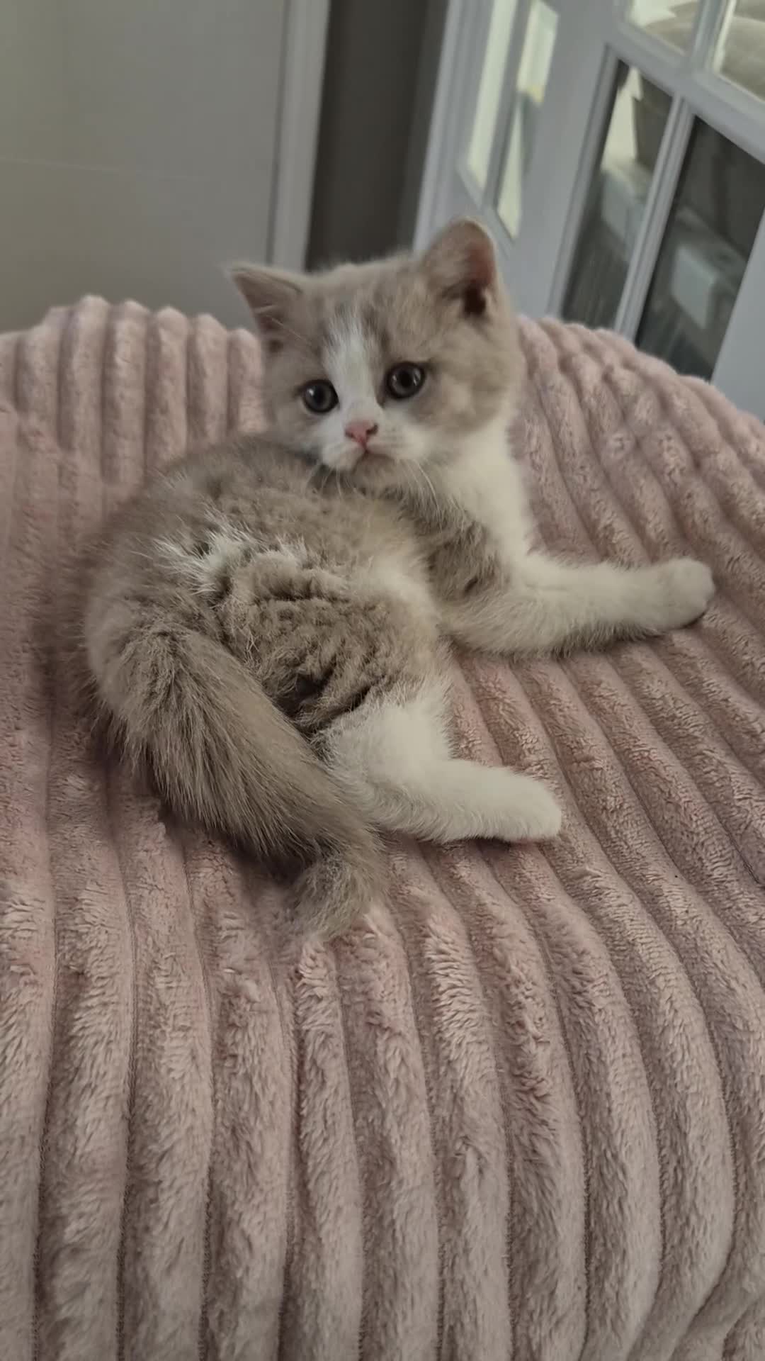 British Shorthair cats for sale: Ready! From GCCF parents with champions in line - Video 5