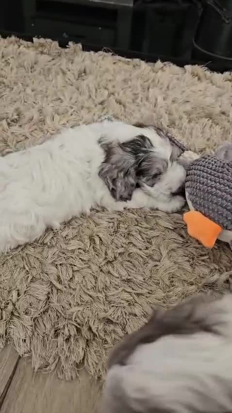 Cockapoo dogs for sale: Beautifully coloured f1 cockapoo pups - Video 2