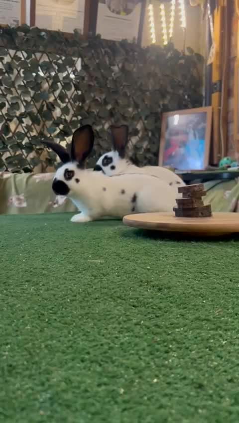 Continental Giant rabbits for sale: Giant Papillon babies - Video 1