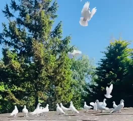 Pigeons birds for sale: White racing Pigeons for sale.Delbar bloodline. - Video 3