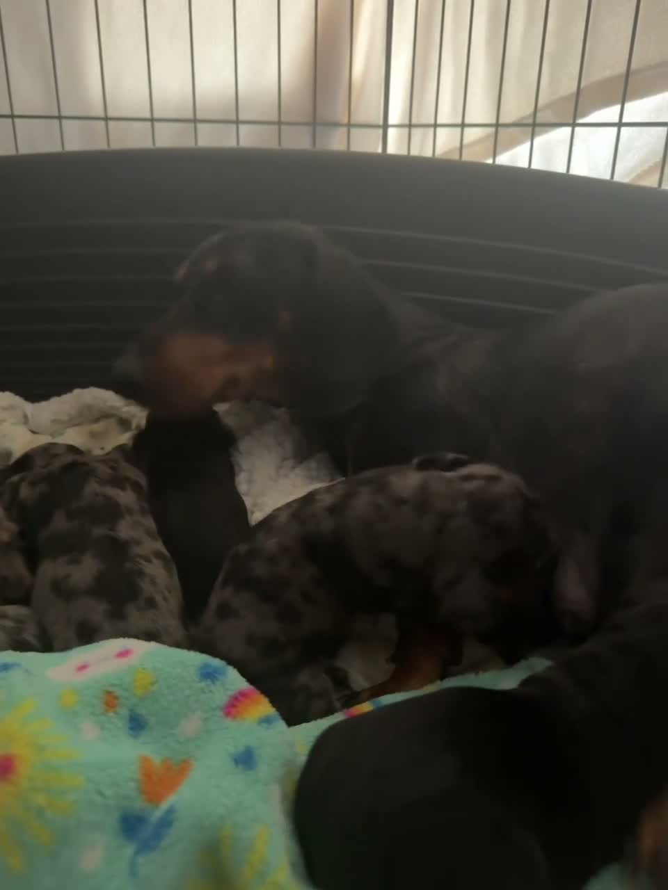 Miniature Dachshund dogs for sale: 7 stunning miniature dachshunds (sausage dog) in Warrington - Video 1