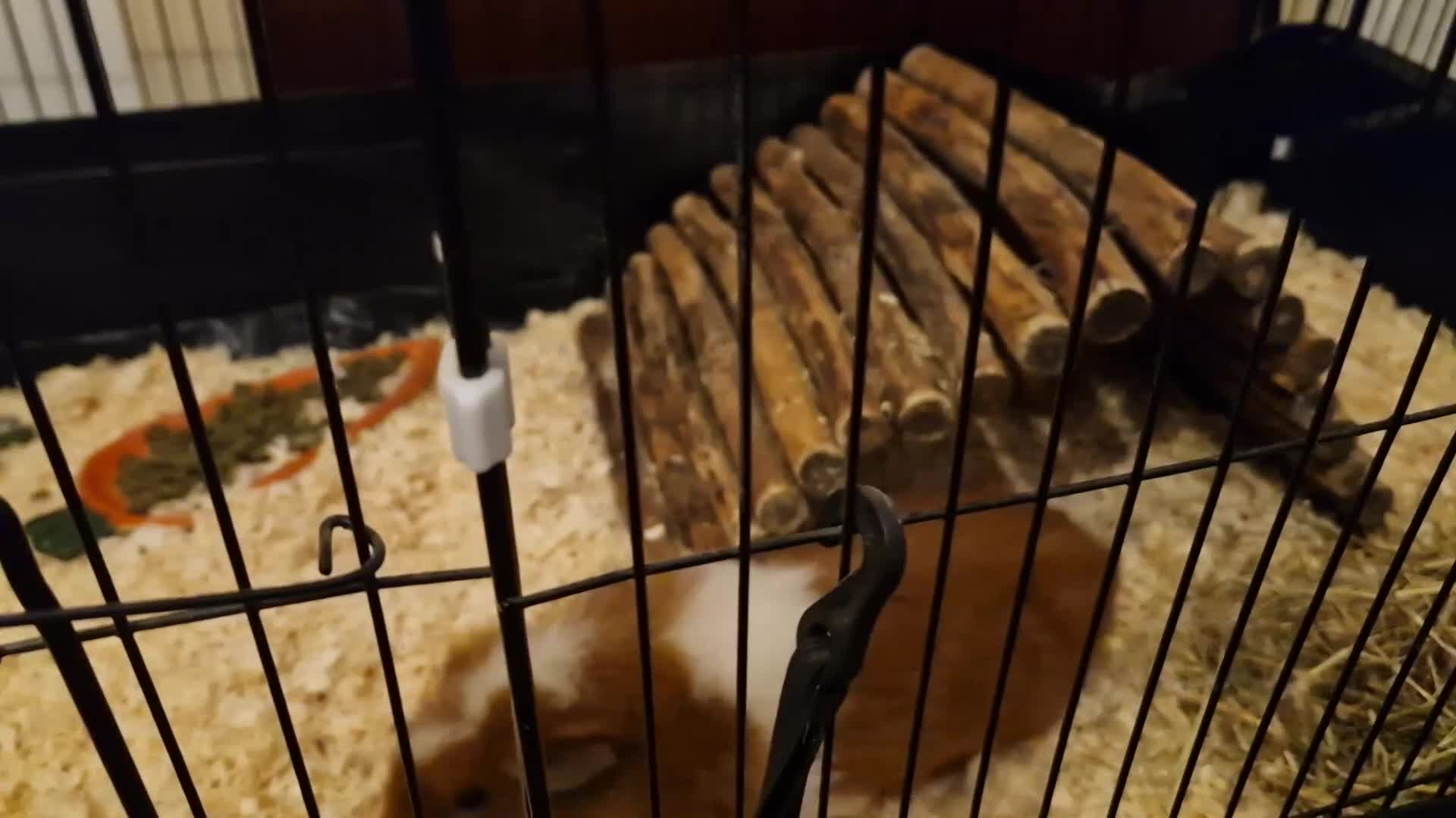 Guinea Pig rodents for sale: 2 Female guinea pigs in Inverurie - Video 1