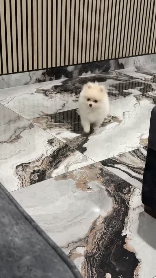Pomeranian dogs for sale: REDUCED!, last Pomeranian girl🎀🌸 - Video 2