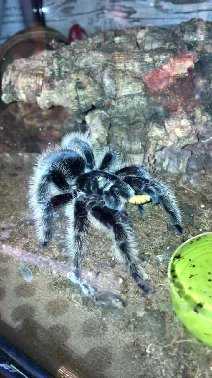 Tarantulas invertebrates for sale: Adult Female Tliltocatl albopilosus - Video 1