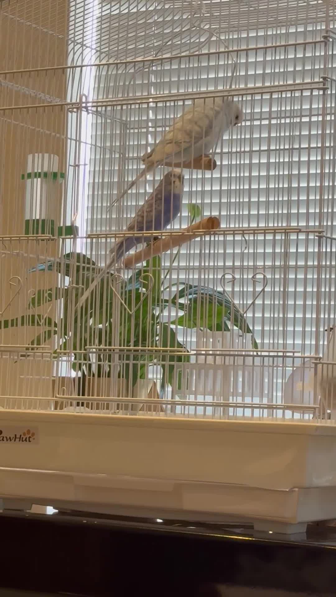 Budgerigars birds for sale: Mr Moh - Video 1
