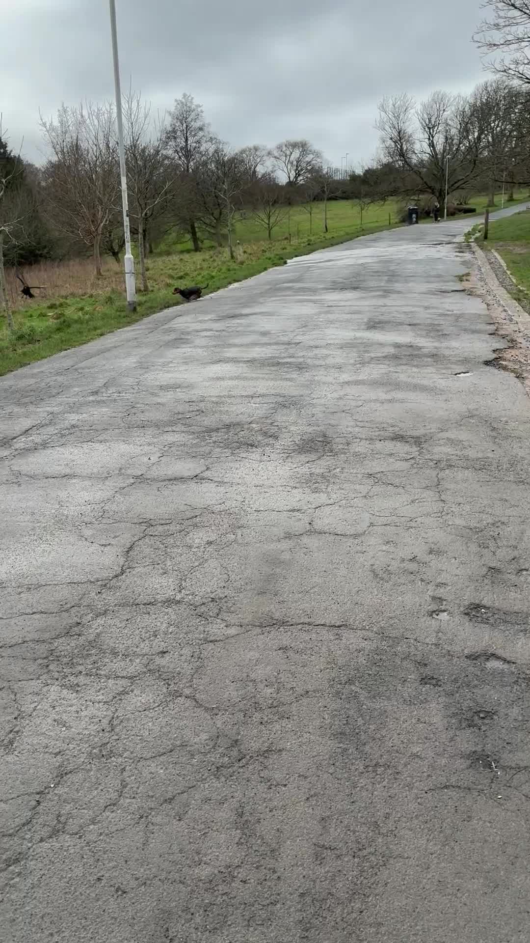 Miniature Dachshund dogs for sale: Mini Dachshund - 6 months old - Video 1