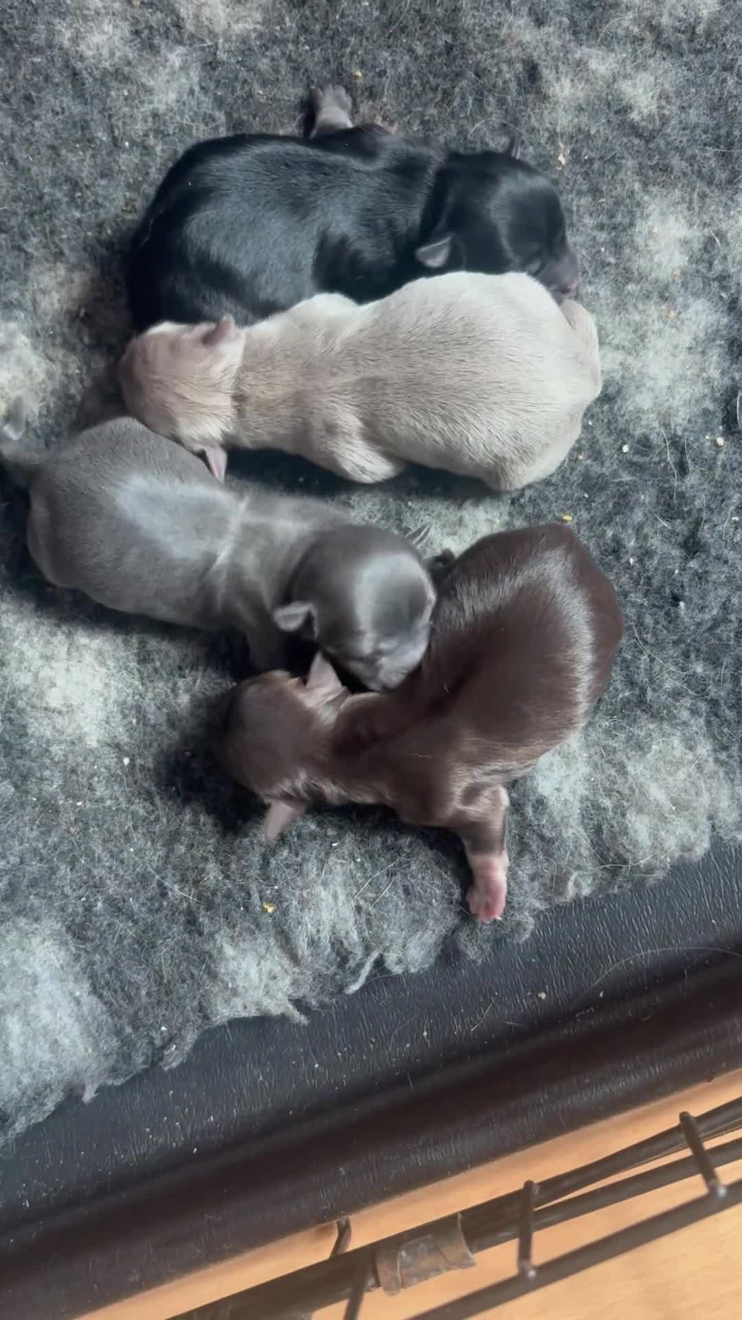 Chihuahua dogs for sale: Pedigree chihuahua puppies last 2 boys  - Video 1